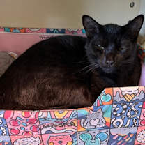 Thumbnail photo of Milky #2