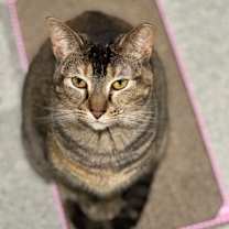 Thumbnail photo of Crepe #3