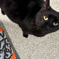 Thumbnail photo of Pita #3