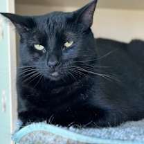 Thumbnail photo of Dashi #3