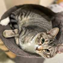 Thumbnail photo of Caesar #3