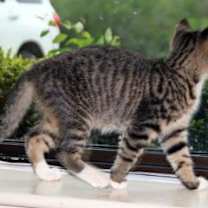 Thumbnail photo of Sunny #3