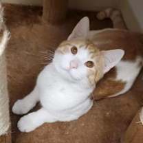 Thumbnail photo of Carmine #3