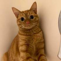 Thumbnail photo of Marmalade #2