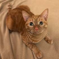 Thumbnail photo of Marmalade #3