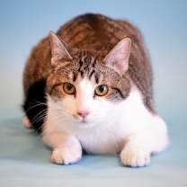 Thumbnail photo of Emmet #2