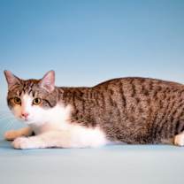 Thumbnail photo of Emmet #3