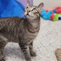 Thumbnail photo of Stiffler - In Foster Home #2