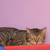Thumbnail photo of Stiffler - In Foster Home #3