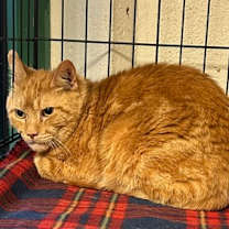 Thumbnail photo of Wazzi #2