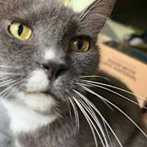 Thumbnail photo of Greyson #2