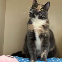 Thumbnail photo of Delilah #2