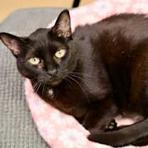 Thumbnail photo of Sylvie #3