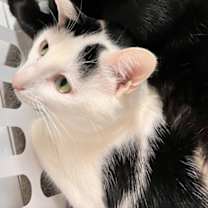 Thumbnail photo of Oliver #3