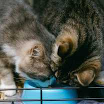 Thumbnail photo of Pappy #3