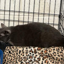 Thumbnail photo of Greyson #3