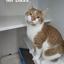 Thumbnail photo of Mr Bass #3