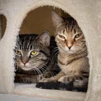 Thumbnail photo of Boba #2