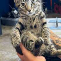 Thumbnail photo of Boba #3