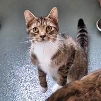 Thumbnail photo of Briggs #2