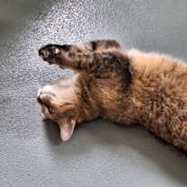 Thumbnail photo of Tessa #2