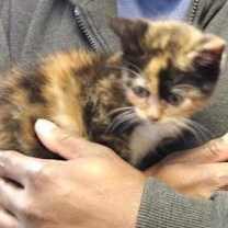 Thumbnail photo of CHLEO #2