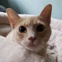 Thumbnail photo of Sunburst #2