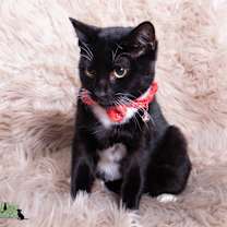 Thumbnail photo of Aladdin #3