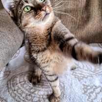 Thumbnail photo of Twiggy #2