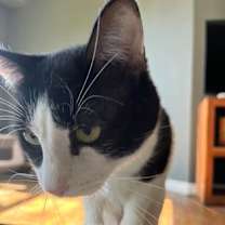 Thumbnail photo of Peppermint #3