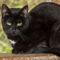 Thumbnail photo of LuLu #3