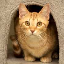 Thumbnail photo of Poe #2