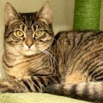 Thumbnail photo of Cannoli #2