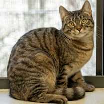 Thumbnail photo of Cannoli #3