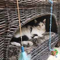 Thumbnail photo of Mister #2