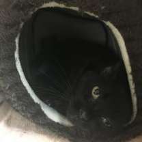 Thumbnail photo of Oliver IN FOSTER #2