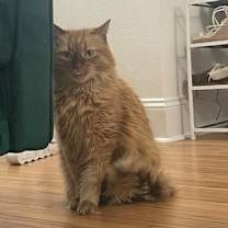 Thumbnail photo of Ginger FIV+ IN FOSTER #2