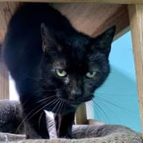 Thumbnail photo of Oliver IN FOSTER #3