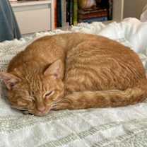 Thumbnail photo of Abnur IN FOSTER #2