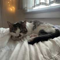 Thumbnail photo of Julie IN FOSTER #3