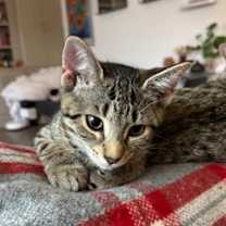 Thumbnail photo of Bear IN FOSTER #2