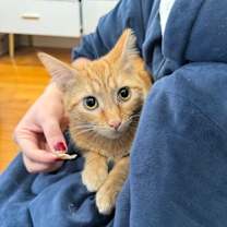 Thumbnail photo of Gandalf IN FOSTER #3