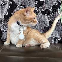 Thumbnail photo of Corey #2