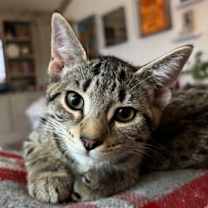 Thumbnail photo of Bear IN FOSTER #3