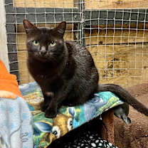 Thumbnail photo of Hickory #2