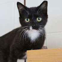 Thumbnail photo of Jubilee #3