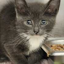 Thumbnail photo of Salt #2