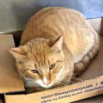 Thumbnail photo of Cheeto #2