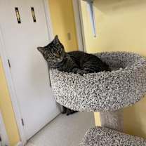 Thumbnail photo of Fauna #2