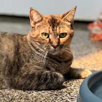 Thumbnail photo of Cheyenne #2